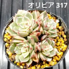 オリビア 317 エケベリア 多肉植物 抜き苗 鉢の中全部