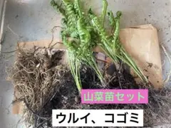 2026年最新】ウルイ 苗の人気アイテム - メルカリ