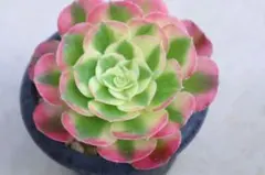 23 #観葉植物アエオニウム錦❤️グリ一ンファイア一錦❤️碧火❤1頭6cm