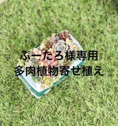 ぷーたろ様専用【多肉植物寄せ植え】ワーゲンバス風レトロポット