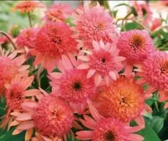 花苗　エキナセア　ラズベリートラッフル　宿根草のサムネイル