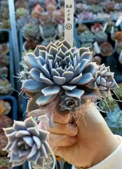 KENTO(^з^)-☆様 リクエスト 3点 まとめ商品