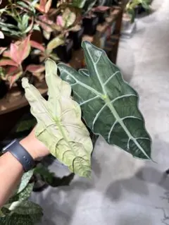 熱帯植物‼️レア‼️ アロカシア シンポ アルボ バリエガータ 斑入り