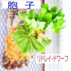 ビカクシダ　リドレイ・ドワーフ　胞子のサムネイル