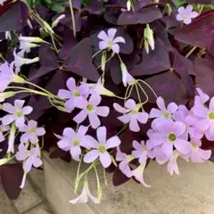 あかり様 リクエスト 2点 まとめ商品