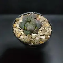 46 ハオルチア 氷灯錦 オブツーサ錦多肉植物 極上斑 鮮明錦 - メルカリ