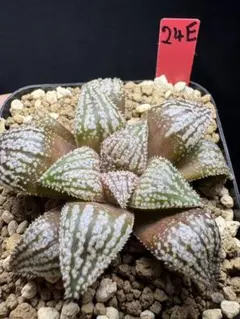 ハオルチア 「ブラウンタイガー」多肉植物 - メルカリ