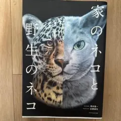 家のネコと野生のネコ