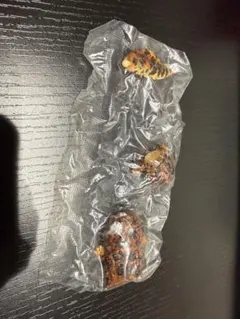 オオサンショウウオ　ライトカラー　いきもの大図鑑レプティ