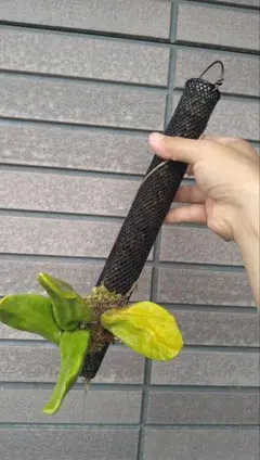 ディスキディア Dischidia major(Krabi, Thailand) Dischidia major(Krabi, Thailand)ディスキディア - メルカリ