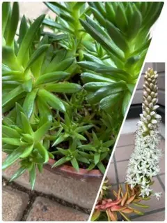 爪蓮華 抜き苗 4本 多肉植物 - メルカリ