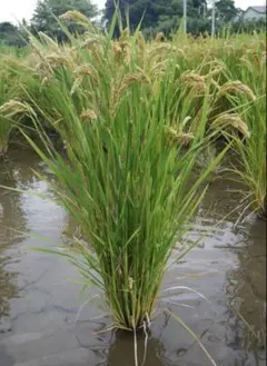 kajume様 リクエスト 4点 まとめ商品