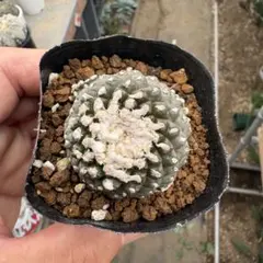 サボテン　コピアボア　ヒポガエア　実生苗，のサムネイル