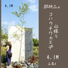 希少。美斑紋山採りマルバノキ2.7M(鉢底から)品番D - メルカリ
