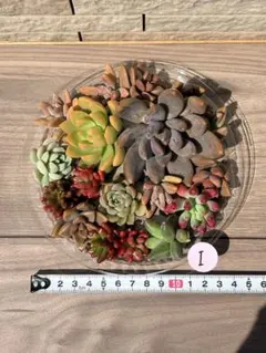 おはな様 リクエスト 2点 まとめ商品
