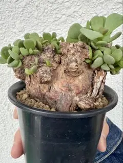 2025年最新】ケラリア ピグマエアの人気アイテム - メルカリ