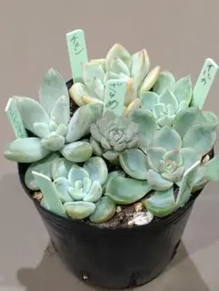 2025年最新】つぶつぶ屋 多肉の人気アイテム - メルカリ