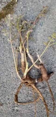 ⭐たらの芽 苗木⭐ ⭐20本⭐ 楽天市場】タラの芽 苗の通販