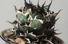 2025年最新】アガベ ハデス 陽炎の人気アイテム - メルカリ