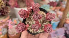 仕立て直しのためラスト出品●赤葉日高ミセバヤ 抜き苗 多肉植物のサムネイル
