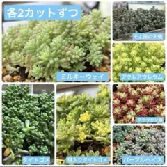 Green Nook様 リクエスト 2点 まとめ商品