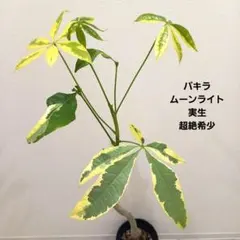 2026年最新】パキラ 斑入り 実生の人気アイテム - メルカリ