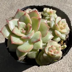 多肉植物 スヨン錦 抜き苗 - メルカリ
