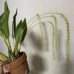 洋ラン　セロジネ　コビアナCoel.(Ddc.)cobbiana ③のサムネイル