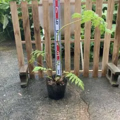 2026年最新】ヒカゲヘゴ?の人気アイテム - メルカリ