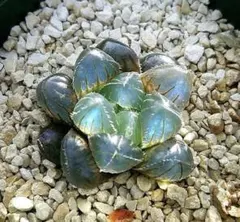 2539 SFMオブスタブルーレンズ　多肉植物 ハオルチア アロエのサムネイル