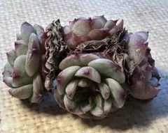 プ*ト様 No.e922新品種　名前なし　エケベリア　多肉植物　撮影1月8日