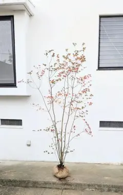 祝の盃形。。山採りヤマツツジ。 祝の盃形。。山採りヤマツツジ。 2025年最新】山採り ツツジの人気