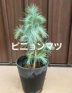 ピニョン松　5PM 曲がり】ピニョン松 マルチネスピニョンマツ ピニョンマツ - メルカリ