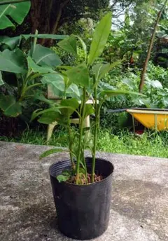 やんばる産　ナイトジャスミン（夜香木）の鉢植え苗のサムネイル