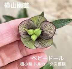 メルカリ便発送&ロウルサンコさんラベル付き☆多肉植物 ガステリア