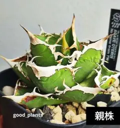 アガベ Iran株　ノーネーム アガベ Iran株 ノーネーム