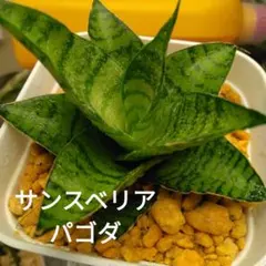 サンスベリア　パゴダ　根付きのサムネイル