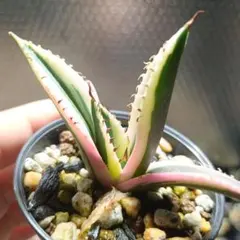 user_8cb0ad32様 リクエスト 3点 まとめ商品