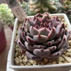 2025年最新】優木園の人気アイテム - メルカリ