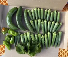 新鮮野菜詰め合わせ 2きゅうり ピーマン オクラ 大葉 家庭菜園のサムネイル