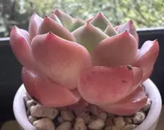 な*ち様 No.g885新品種　氷翠　エケベリア　多肉植物撮影11月13日