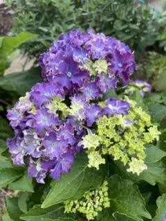 紫陽花 挿木苗 HBAカーリー·スパークルのサムネイル