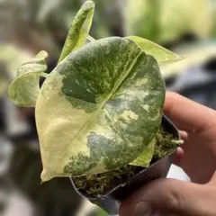 Kiana様 リクエスト 3点 まとめ商品