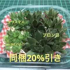 ちゃんか様 リクエスト 2点 まとめ商品
