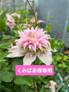 ☆クレマチス☆咲良の妖精☆5号鉢☆入手困難☆27日以降発送☆ - メルカリ