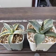 2026年最新】スカブラ錦の人気アイテム - メルカリ