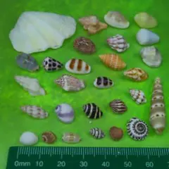 2026年最新】貝殻まとめ売りの人気アイテム - メルカリ