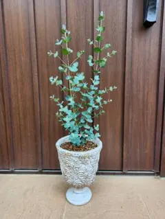 ユーカリ　グニー　アンティーク風デザインテラコッタ鉢植え　苗 ユーカリ グニー テラコッタ鉢植え - メルカリ