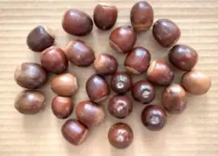 クヌギ の実（帽子なし）25個＋αセット（KN1）〈処理済〉