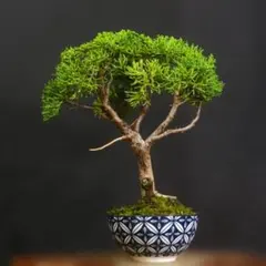 一起園芸】糸魚川真柏・小品盆栽◇形良好・丈夫で育てやすい人気盆栽樹